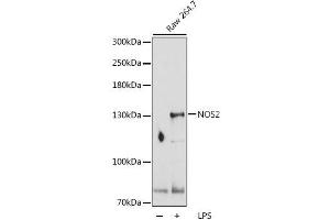Western blot analysis of extracts of Raw 264. (NOS2 抗体  (AA 500-730))