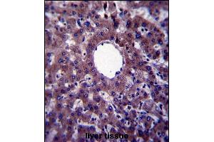 VNN3 Antibody (C-term) (ABIN657602 and ABIN2846600) immunohistochemistry analysis in formalin fixed and paraffin embedded human liver tissue followed by peroxidase conjugation of the secondary antibody and DAB staining. (VNN3 抗体  (C-Term))