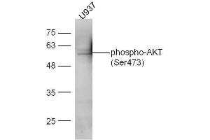 U937 cell lysates probed with Anti-AKT1/2/3 (Ser472/Ser473/Ser474) Polyclonal Antibody, Unconjugated  at 1:5000 for 90 min at 37˚C.