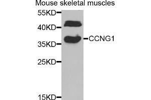 Western blot analysis of extracts of mouse skeletal muscle, using CCNG1 antibody (ABIN5973038) at 1/1000 dilution. (Cyclin G1 抗体)