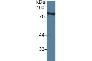 Western Blotting (WB) image for anti-Amiloride Binding Protein 1 (Amine Oxidase (Copper-Containing)) (ABP1) (AA 27-113) antibody (ABIN7432328)