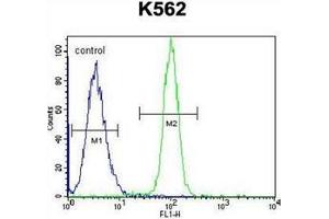 Flow cytometric analysis of K562 cells using HMG1L10 Antibody (N-term) Cat. (HMG1L10 抗体  (N-Term))