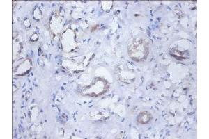 Immunohistochemistry of paraffin-embedded human kidney tissue using ABIN7162107 at dilution of 1:100 (SEPSECS 抗体  (AA 5-451))