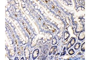 IHC testing of FFPE rat intestine tissue with Bax antibody at 1ug/ml. (BAX 抗体  (AA 17-48))
