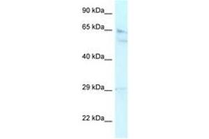 Image no. 1 for anti-Retinoblastoma Binding Protein 5 (RBBP5) (AA 324-373) antibody (ABIN6742442) (RBBP5 抗体  (AA 324-373))