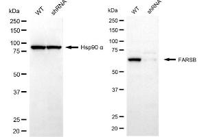 Western blotting analysis using FARSB antibody (ABIN7799786). (FARSB 抗体)