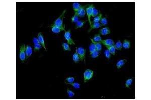 IF analysis of ALDH1L1 using anti-ALDH1L1 antibody (ABIN7601093). (ALDH1L1 抗体  (AA 282-424))