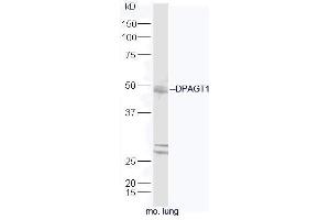 Mouse lung lysates probed with Rabbit Anti-DPAGT1 Polyclonal Antibody, Unconjugated (ABIN2559605) at 1:300 in 4˚C. (DPAGT1 抗体  (AA 301-408))