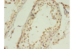 Immunohistochemistry of paraffin-embedded human testis tissue using ABIN7148349 at dilution of 1:100 (CTRP6 抗体  (AA 47-278))