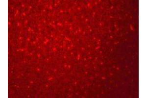 Immunofluorescence of SIVA in mouse liver cells with SIVA antibody at 20 ug/mL. (SIVA1 抗体  (N-Term))