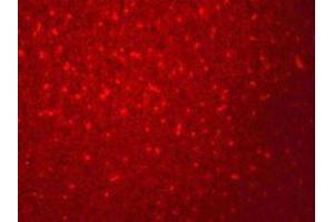 Immunofluorescence of SIVA in mouse liver cells with SIVA antibody at 20 ug/mL.