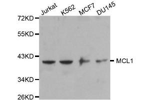 Western blot analysis of extracts of various cell lines, using MCL1 antibody. (MCL-1 抗体)