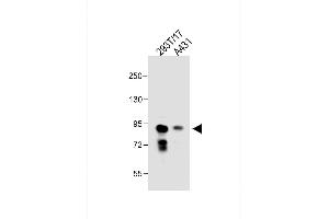 All lanes : Anti-DEPDC1 Antibody (N-term) at 1:1000 dilution Lane 1: 293T/17 whole cell lysate Lane 2: A431 whole cell lysate Lysates/proteins at 30 μg per lane. (DEPDC1 抗体  (N-Term))