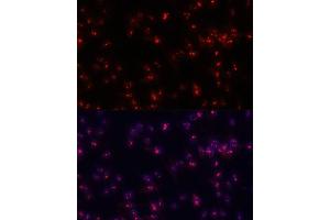 Immunofluorescence (IF) image for anti-Fibrillarin (FBL) (AA 100-321) antibody (ABIN6140494)