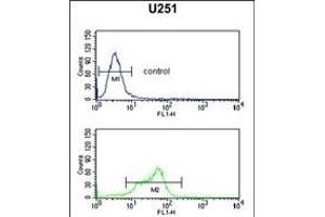 GT1 Antibody (N-term) (ABIN651247 and ABIN2840152) flow cytometric analysis of  cells (bottom histogram) compared to a negative control (top histogram). (MAGT1 抗体  (N-Term))