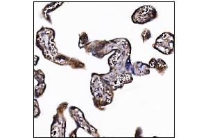 IHC analysis of POGLUT1 using anti-POGLUT1 antibody (ABIN7602910). (POGLUT1 抗体  (C-Term))
