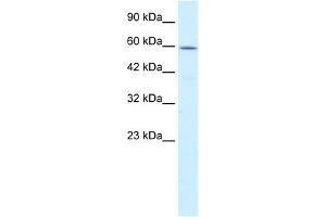 WB Suggested Anti-CCT4 Antibody Titration:  0. (CCT4 抗体  (C-Term))