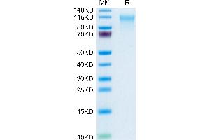 CD164 Protein (CD164) (AA 24-162) (Fc Tag)