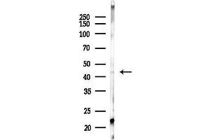 Western blot analysis of lysates from F10-LUC cells(heat-shock,45 min treatment), using RIMKA Antibody at 1/1000 dilution.