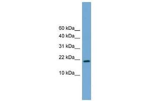 Cited4 antibody used at 0. (CITED4 抗体  (Middle Region))
