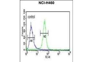 AKT2 Antibody (ABIN652284 and ABIN2841195) flow cytometric analysis of NCI- cells (right histogram) compared to a negative control cell (left histogram). (AKT2 抗体)