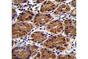 MUC3B antibody immunohistochemistry analysis in formalin fixed and paraffin embedded human stomach tissue. (MUC3B 抗体  (AA 866-895))