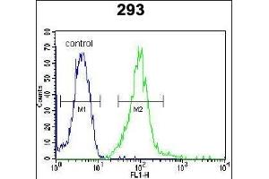 I2BP2 Antibody (Center) (ABIN654481 and ABIN2844216) flow cytometric analysis of 293 cells (right histogram) compared to a negative control cell (left histogram). (IRF2BP2 抗体  (AA 337-366))