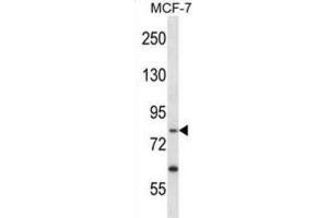 Western Blotting (WB) image for anti-Protein-Kinase, Interferon-Inducible Double Stranded RNA Dependent Inhibitor, Repressor of (p58 Repressor) (PRKRIR) antibody (ABIN2998294) (PRKRIR 抗体)