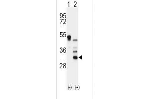 Western blot analysis of APOD using rabbit polyclonal APOD Antibody 293 cell lysates (2 ug/lane) either nontransfected (Lane 1) or transiently transfected with the APOD gene (Lane 2). (Apolipoprotein D 抗体  (N-Term))