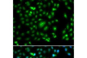 Immunofluorescence analysis of A549 cells using ELF5 Polyclonal Antibody (ELF5 抗体)