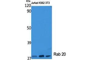 Western Blot (WB) analysis of specific cells using Rab 20 Polyclonal Antibody. (RAB20 抗体  (Internal Region))
