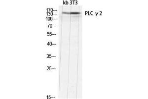Western Blot (WB) analysis of kb 3T3 lysis using PLC gamma2 antibody.