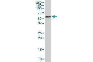 SP100 MaxPab rabbit polyclonal antibody. (SP100 抗体  (AA 1-480))