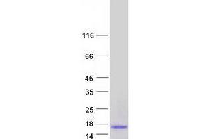 Western Blotting (WB) image for Hepcidin Antimicrobial Peptide (HAMP) protein (Myc-DYKDDDDK Tag) (ABIN2722633)