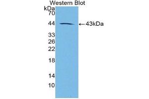 Western Blotting (WB) image for anti-Galanin (GAL) (AA 26-121) antibody (ABIN1862506) (Galanin 抗体  (AA 26-121))