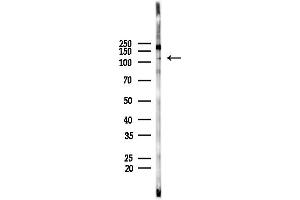 Western blot analysis of lysates from F10-LUC cells(LPS, 4h treatment), using Phospho-EIF3B (Ser154) Antibody at 1/1000 dilution.