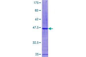 CST7 Protein (AA 1-167) (GST tag)