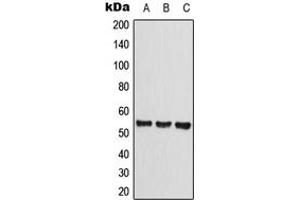 Western blot analysis of CLEC14A expression in HEK293T (A), Raw264.