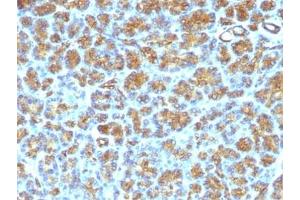 FFPE human pancreas tested with MFG-E8 antibody (SPM291)