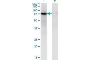 Western Blot analysis of ZNF41 expression in transfected 293T cell line by ZNF41 monoclonal antibody (M08), clone 4E5. (ZNF41 抗体  (AA 221-321))
