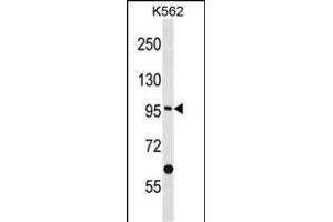 EPHA10 Antibody (Center) (ABIN1882079 and ABIN2841720) western blot analysis in K562 cell line lysates (35 μg/lane). (EPH Receptor A10 抗体  (AA 440-469))