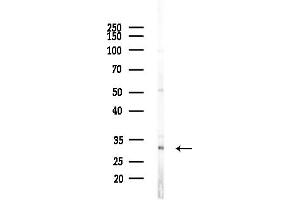 Western blot analysis of lysates from Mouse lung, using OR8K3 Antibody at 1/1000 dilution.