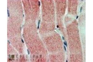 Immunohistochemistry (IHC) image for anti-Sirtuin 4 (SIRT4) (C-Term) antibody (ABIN2466271) (SIRT4 抗体  (C-Term))