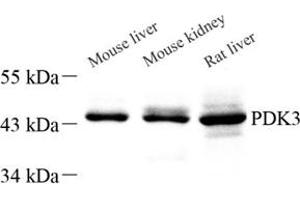 Western blot analysis of PDK3 (ABIN7075334) at dilution of 1: 1000 (PDK3 抗体)