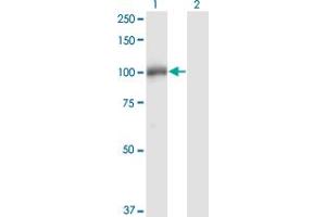 Western Blot analysis of DGCR8 expression in transfected 293T cell line by DGCR8 monoclonal antibody (M01), clone 4G3. (DGCR8 抗体  (AA 675-771))