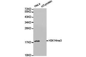 Western blot analysis of extracts of HeLa and H3 protein, using H3K14me3 antibody. (Histone 3 抗体  (H3K14me3))