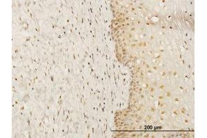 Image no. 1 for anti-FK506 Binding Protein 4, 59kDa (FKBP4) (AA 301-411) antibody (ABIN598689) (FKBP4 抗体  (AA 301-411))