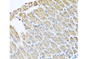 Immunohistochemistry of paraffin-embedded Mouse stomach using GFER Polyclonal Antibody at dilution of 1:100 (40x lens). (GFER 抗体)