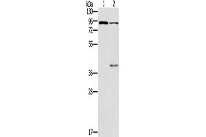 Western Blotting (WB) image for anti-Cyclic Nucleotide Gated Channel alpha 3 (CNGA3) antibody (ABIN2427978) (CNGA3 抗体)