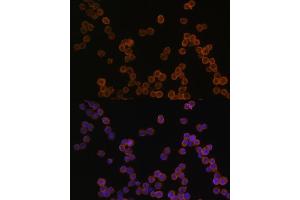 Immunofluorescence (IF) image for anti-CD44 (CD44) (AA 148-247) antibody (ABIN6138193)